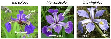 iris